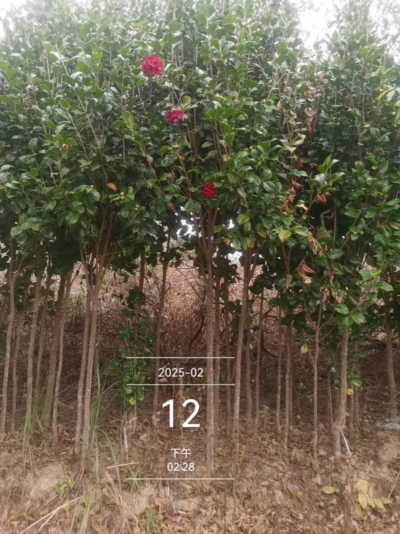 茶花3公分高杆高分枝，工地，市政绿化，征地神器。