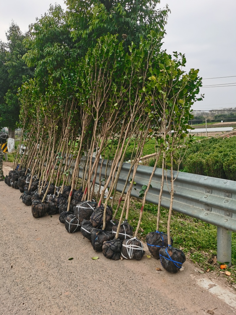 茶花3公分高杆高分枝，工地，市政绿化，征地神器。