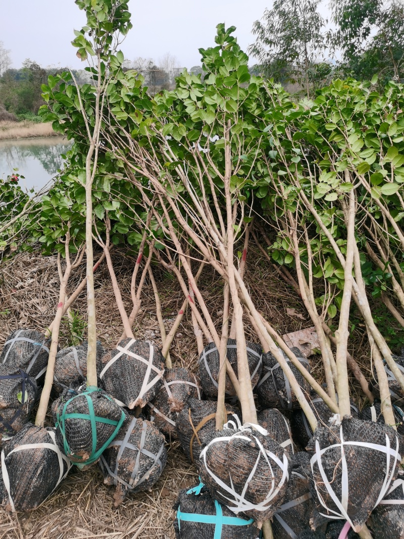 茶花3公分高杆高分枝，工地，市政绿化，征地神器。