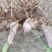芦竹芦竹杆