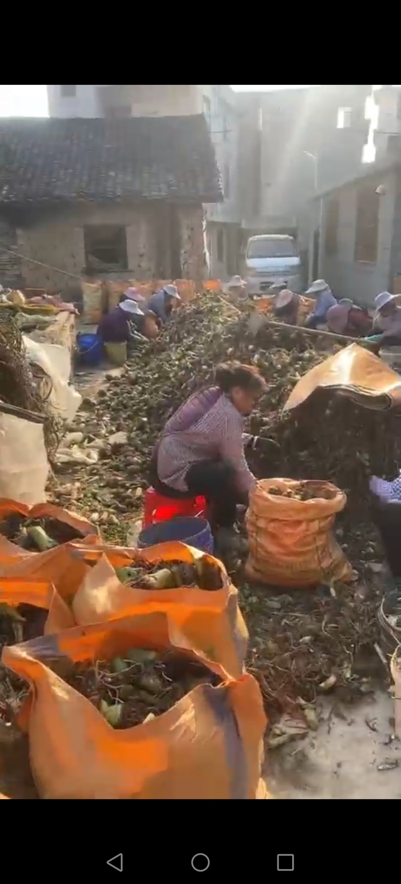 芋头种苗/现挖现发/荔浦芋苗/槟榔芋苗/质优价廉