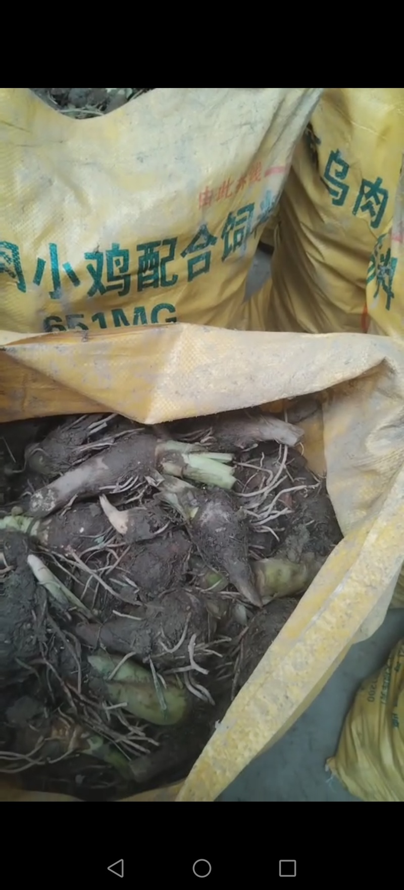 芋头种苗/现挖现发/荔浦芋苗/槟榔芋苗/质优价廉
