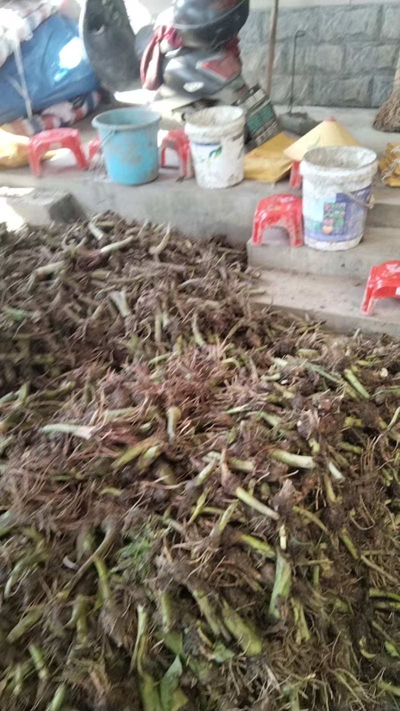 芋头种苗/现挖现发/荔浦芋苗/槟榔芋苗/质优价廉