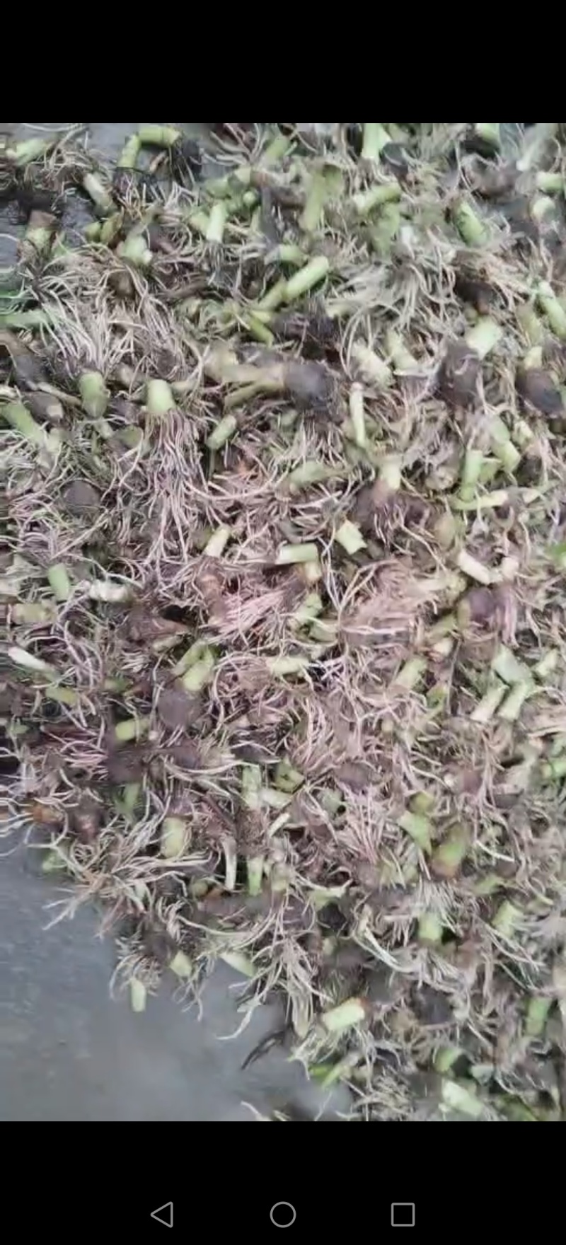 芋头种苗/现挖现发/荔浦芋苗/槟榔芋苗/质优价廉