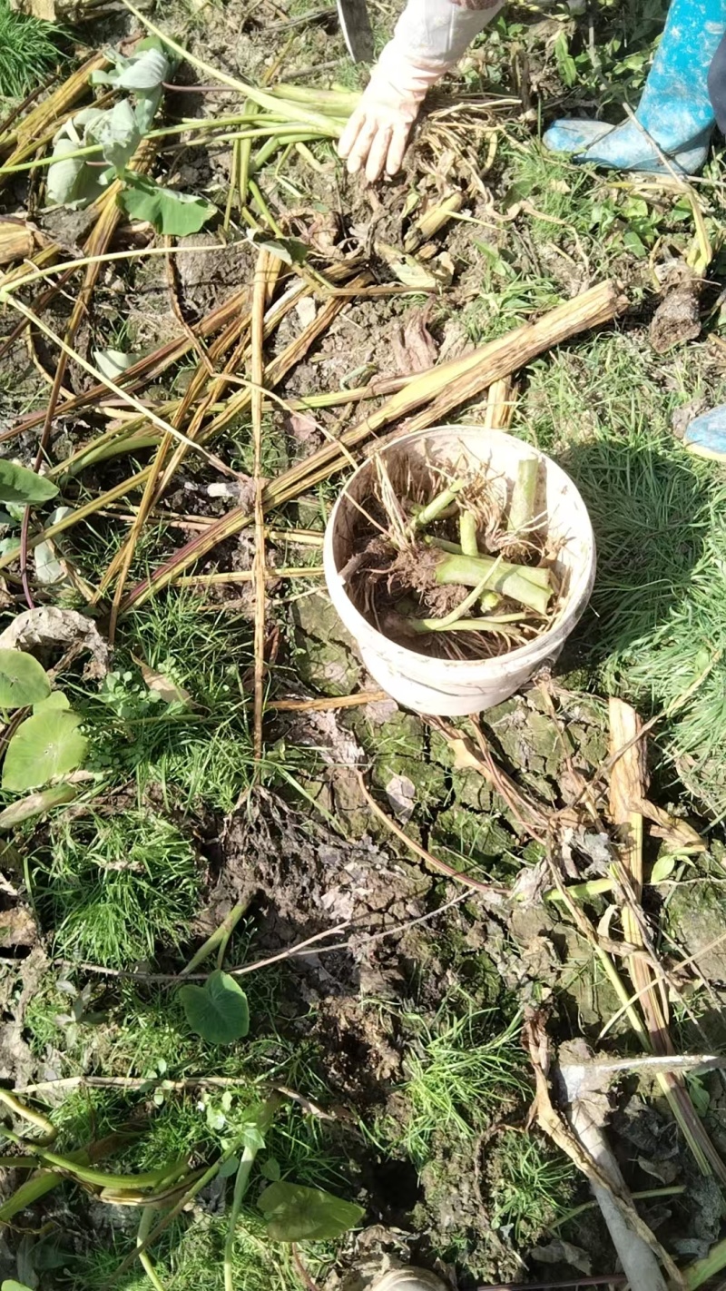 芋头种苗/现挖现发/荔浦芋苗/槟榔芋苗/质优价廉