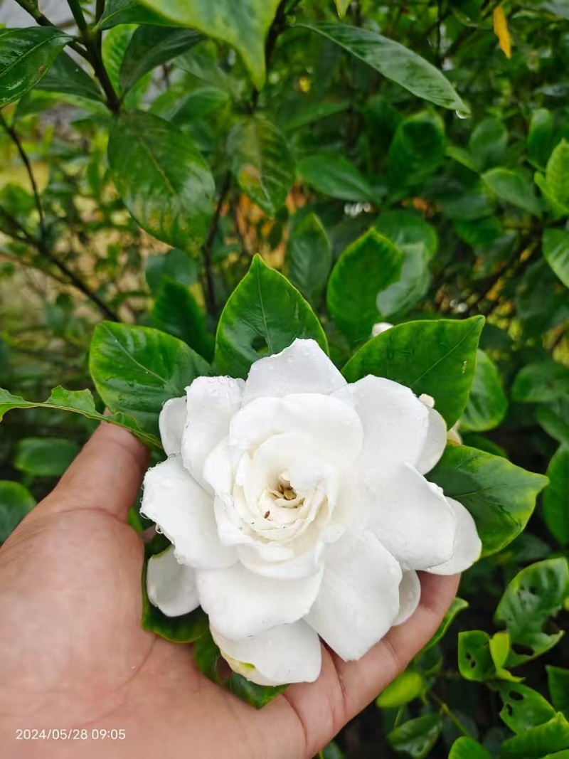 牡丹栀子花大叶栀子景观绿化工程苗圃批发供应
