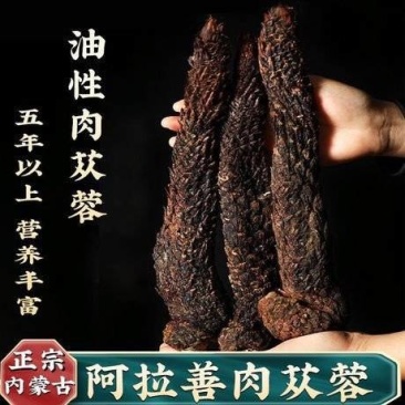 肉苁蓉个子一手货源量大价优对接实体批发零售