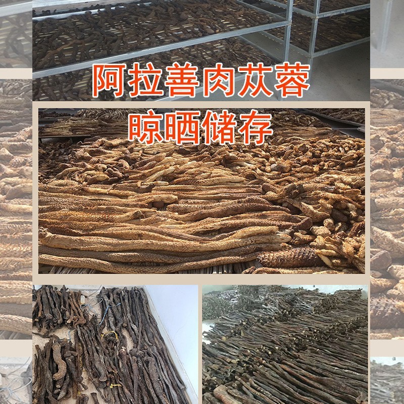 肉苁蓉个子一手货源量大价优对接实体批发零售