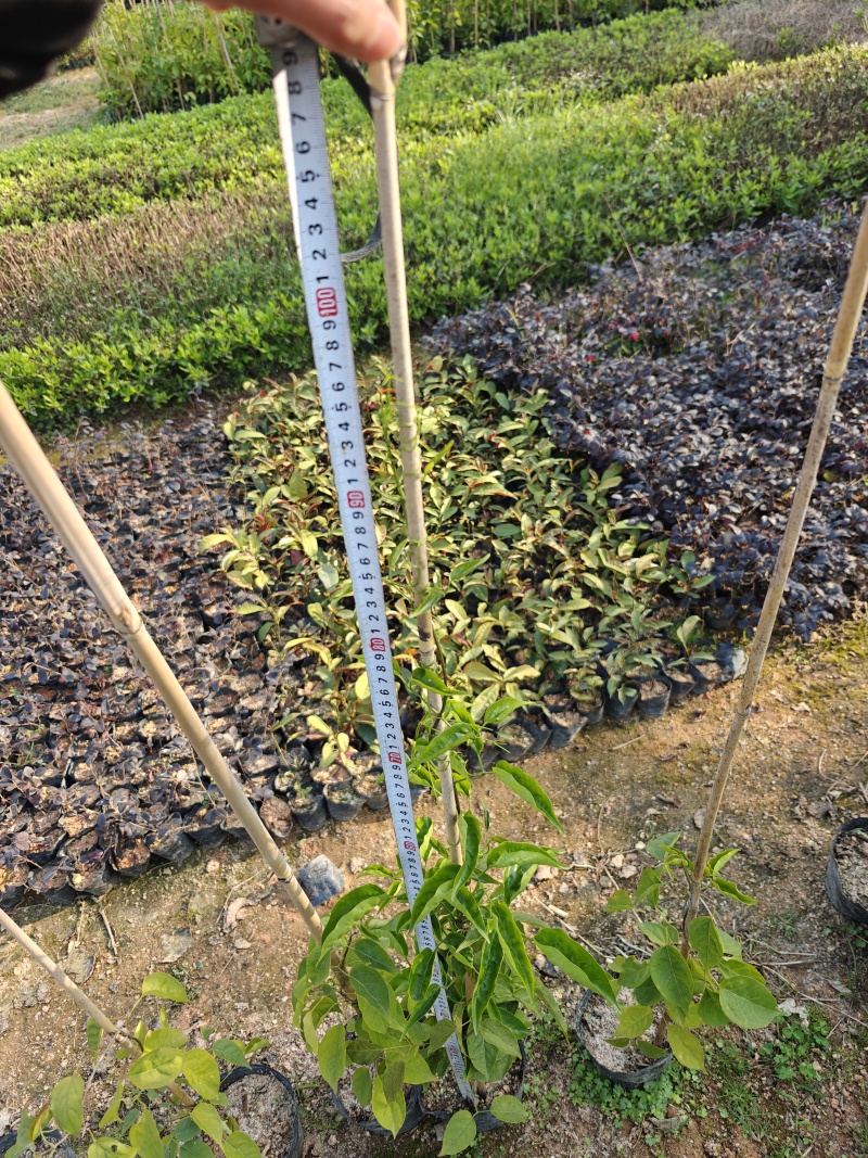 炮仗花