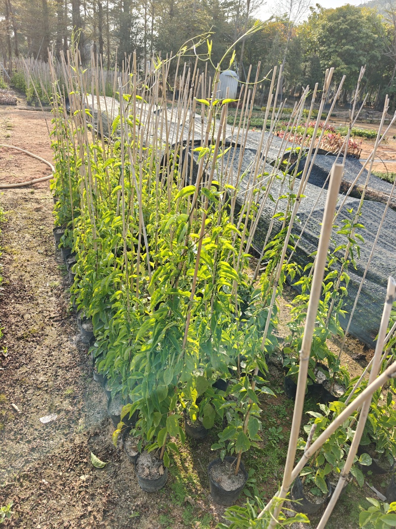 炮仗花
