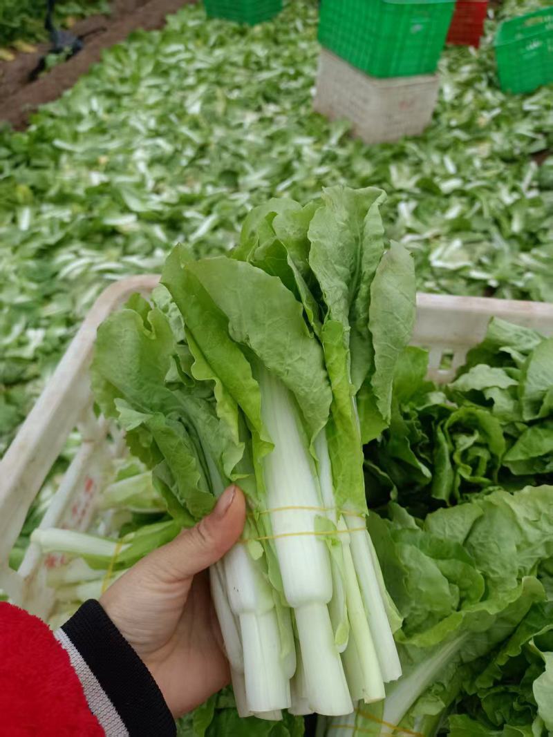 白菜苔