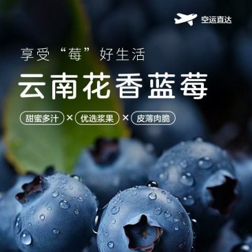 云南澄江蓝莓L25果园直批