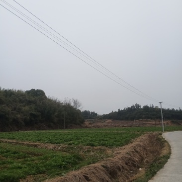 好货推荐精品雪里红基地直发对接电商市场商超