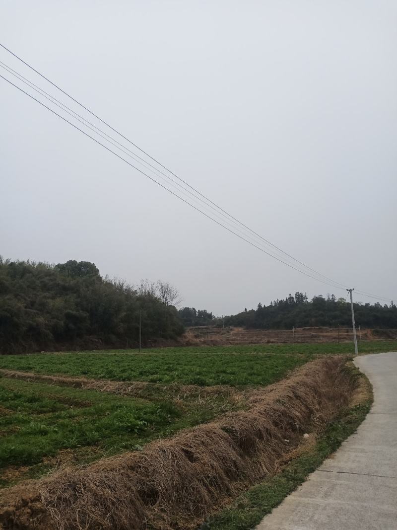 好货推荐精品雪里红基地直发对接电商市场商超