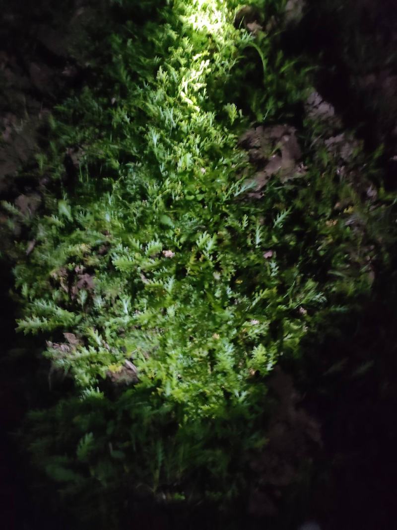好货推荐精品雪里红基地直发对接电商市场商超