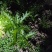 好货推荐精品雪里红基地直发对接电商市场商超