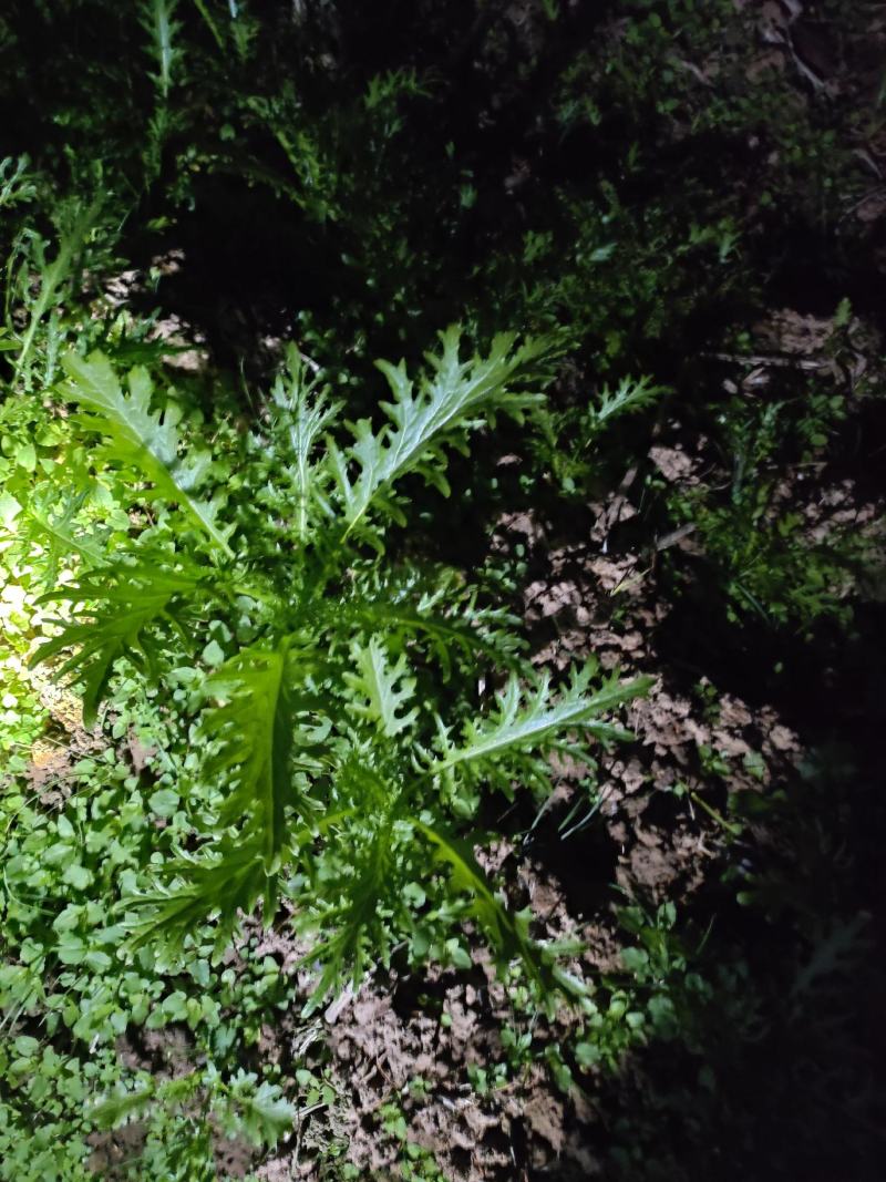 好货推荐精品雪里红基地直发对接电商市场商超