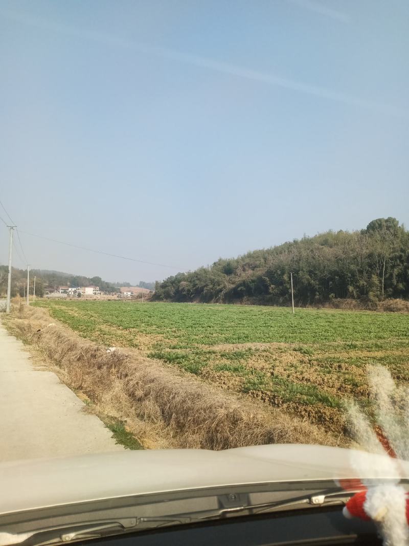 好货推荐精品雪里红基地直发对接电商市场商超