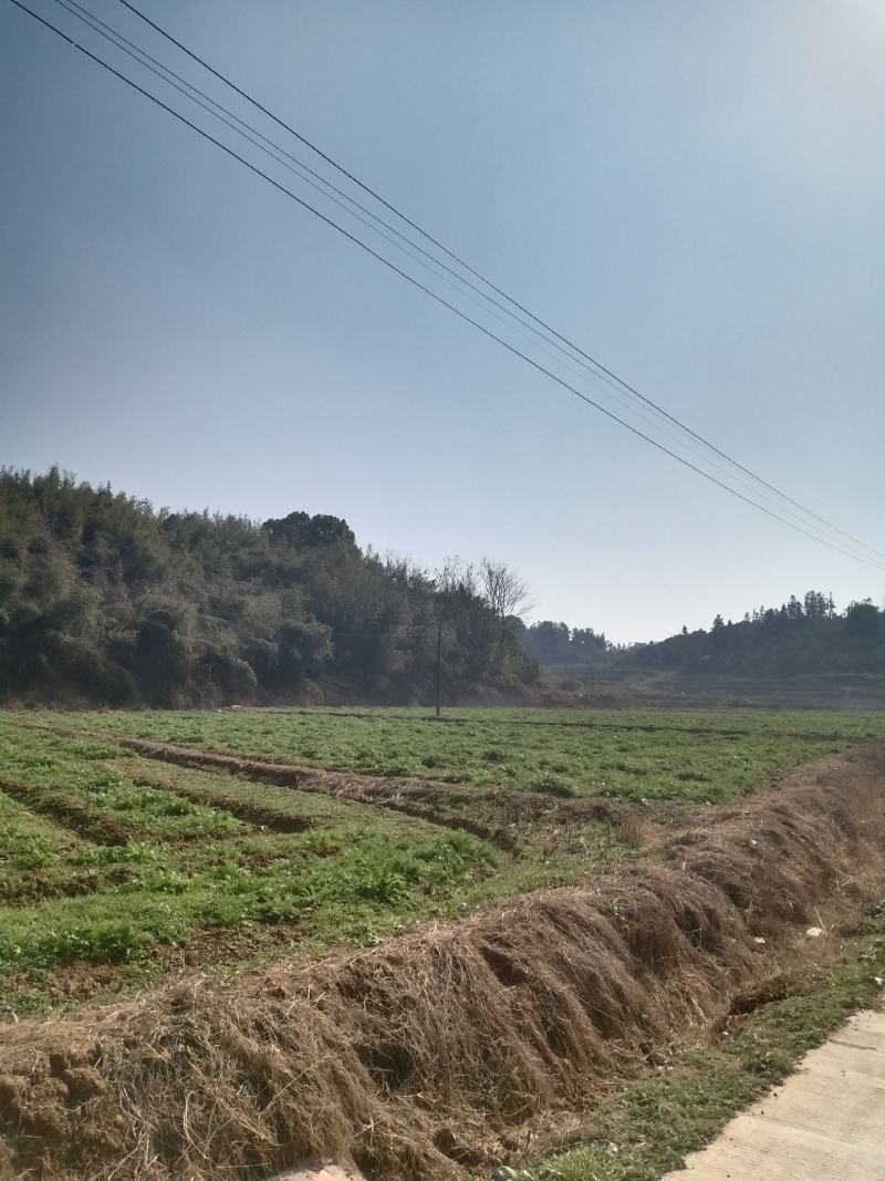 好货推荐精品雪里红基地直发对接电商市场商超