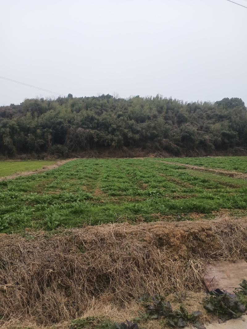 好货推荐精品雪里红基地直发对接电商市场商超