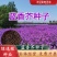 蓝香芥种子/四季开花/道路庭院阳台花海花卉种子