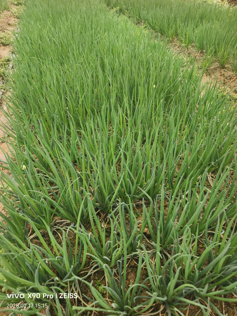 小香葱