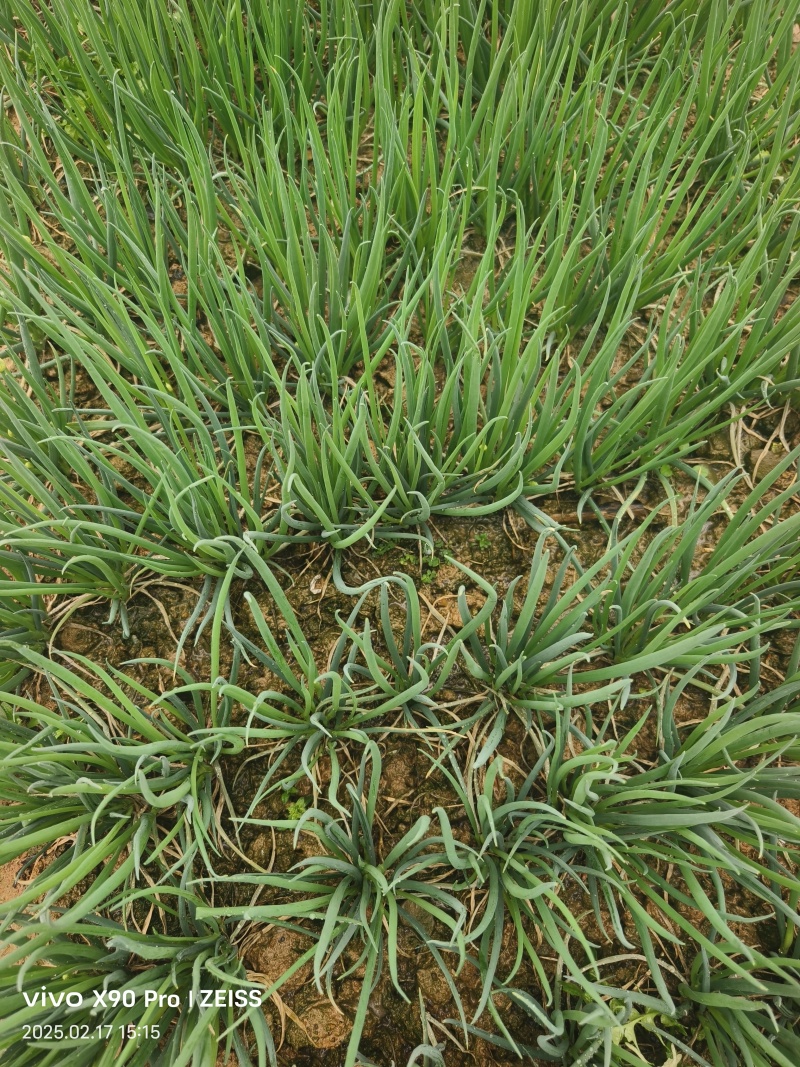 小香葱