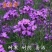 蓝香芥种子/四季开花/道路庭院阳台花海花卉种子