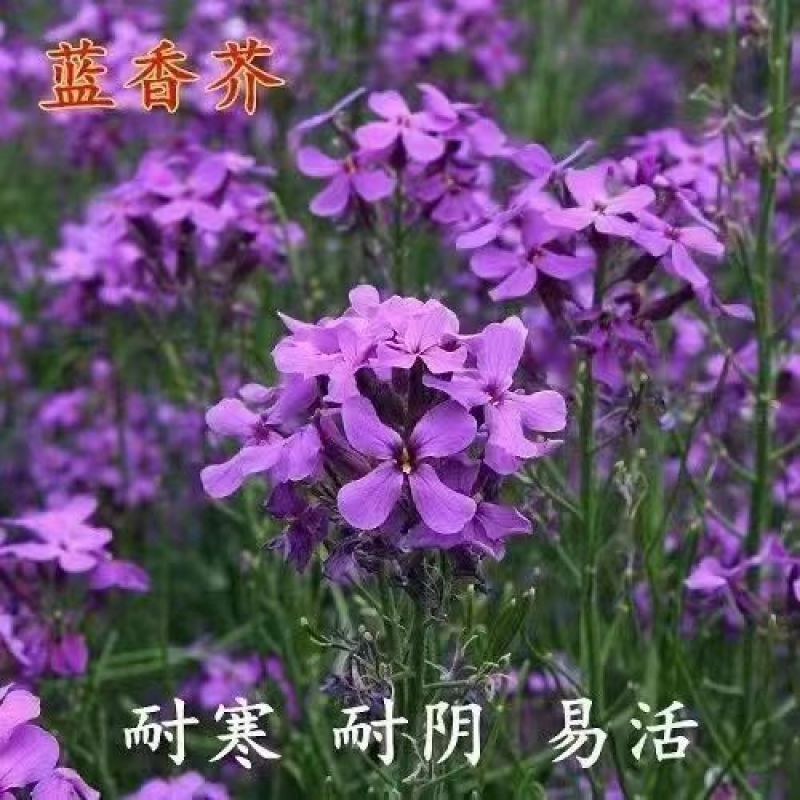 蓝香芥种子/四季开花/道路庭院阳台花海花卉种子