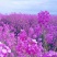 蓝香芥种子/四季开花/道路庭院阳台花海花卉种子