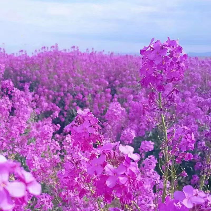 蓝香芥种子/四季开花/道路庭院阳台花海花卉种子