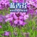 蓝香芥种子/四季开花/道路庭院阳台花海花卉种子