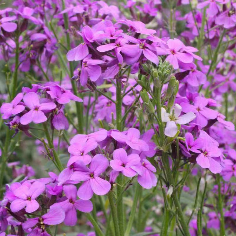 蓝香芥种子/四季开花/道路庭院阳台花海花卉种子