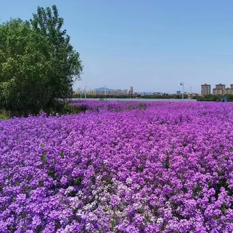 蓝香芥种子/四季开花/道路庭院阳台花海花卉种子
