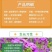蓝香芥种子/四季开花/道路庭院阳台花海花卉种子