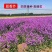 蓝香芥种子/四季开花/道路庭院阳台花海花卉种子
