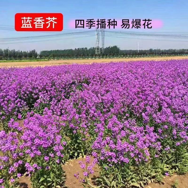 蓝香芥种子/四季开花/道路庭院阳台花海花卉种子