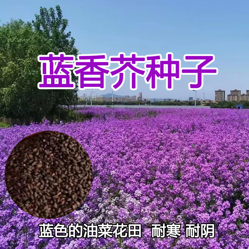 蓝香芥种子/四季开花/道路庭院阳台花海花卉种子