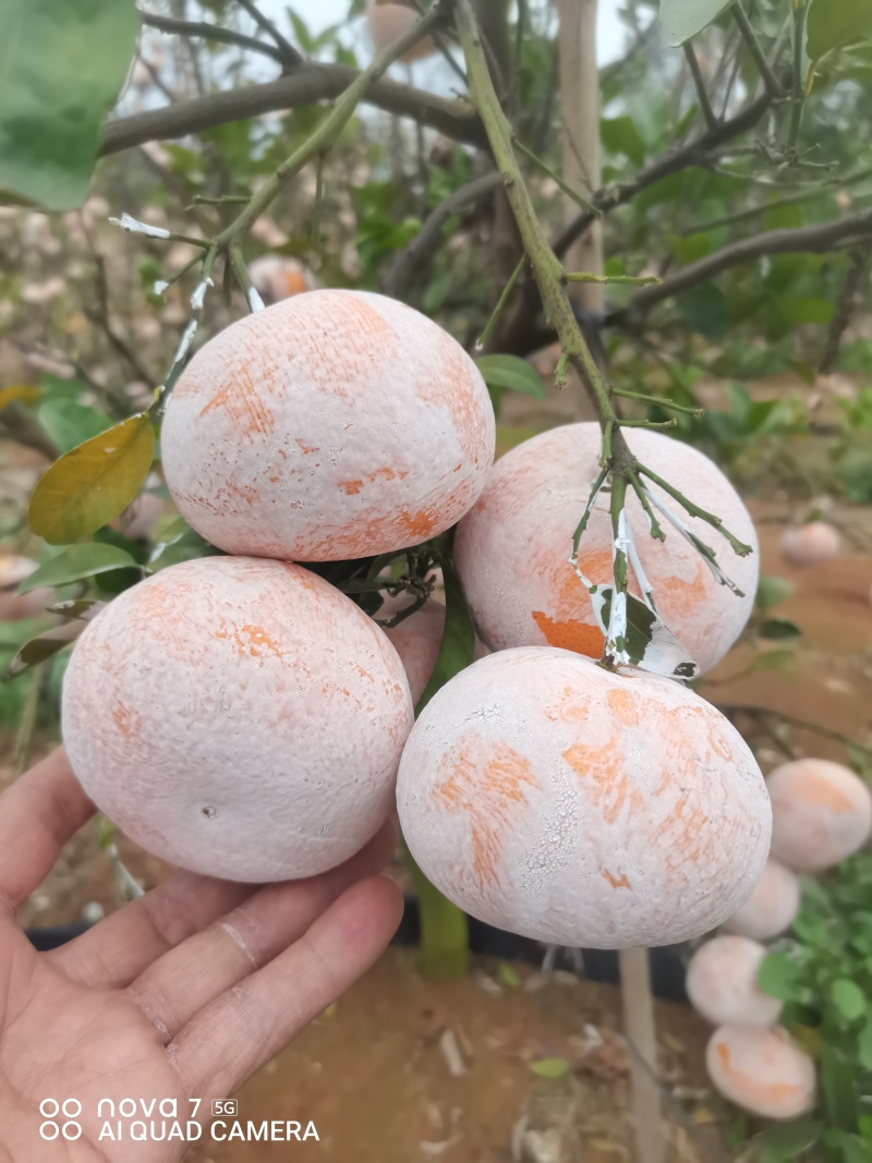 广西崇左市扶绥县精品茂谷柑开始大量上市，欢迎各位老板前洽