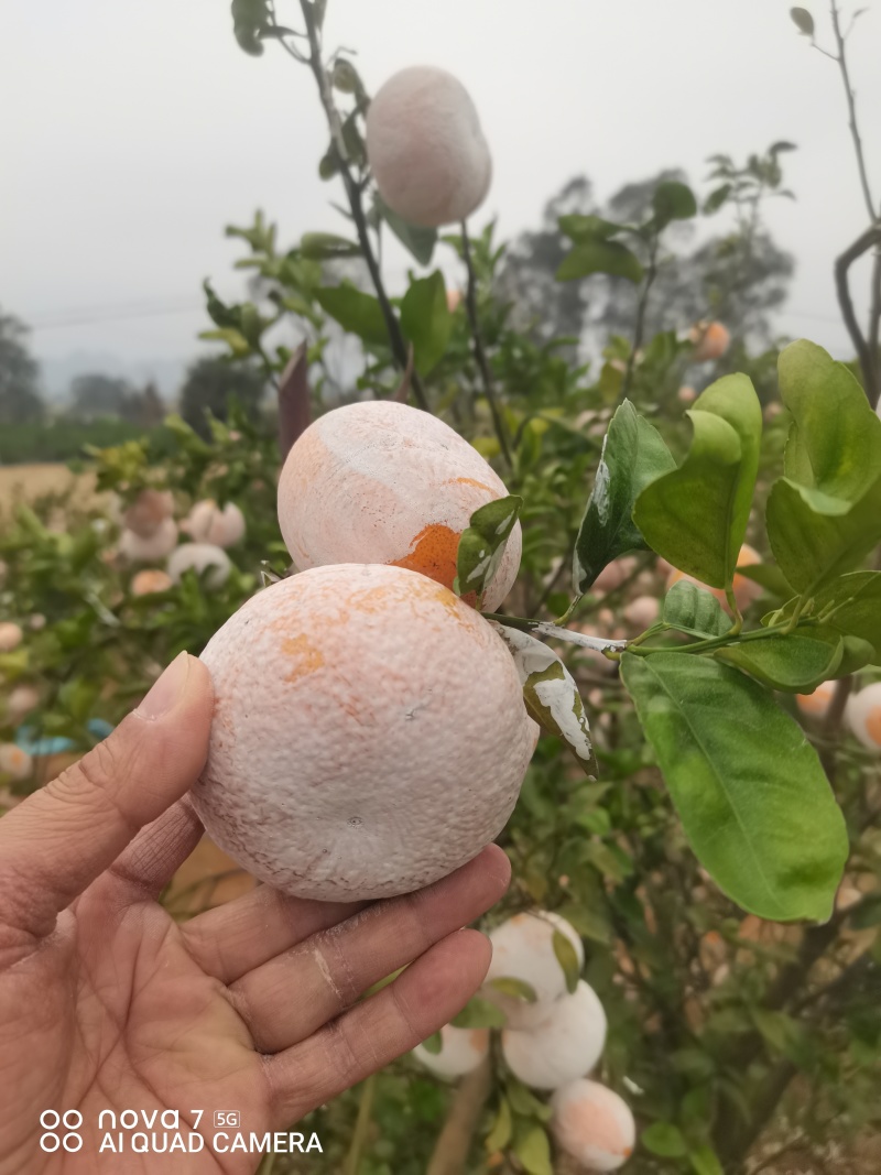 广西崇左市扶绥县精品茂谷柑开始大量上市，欢迎各位老板前洽