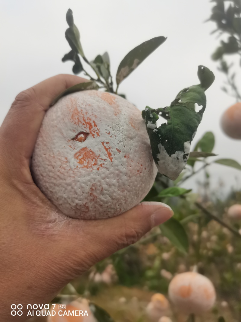 广西崇左市扶绥县精品茂谷柑开始大量上市，欢迎各位老板前洽
