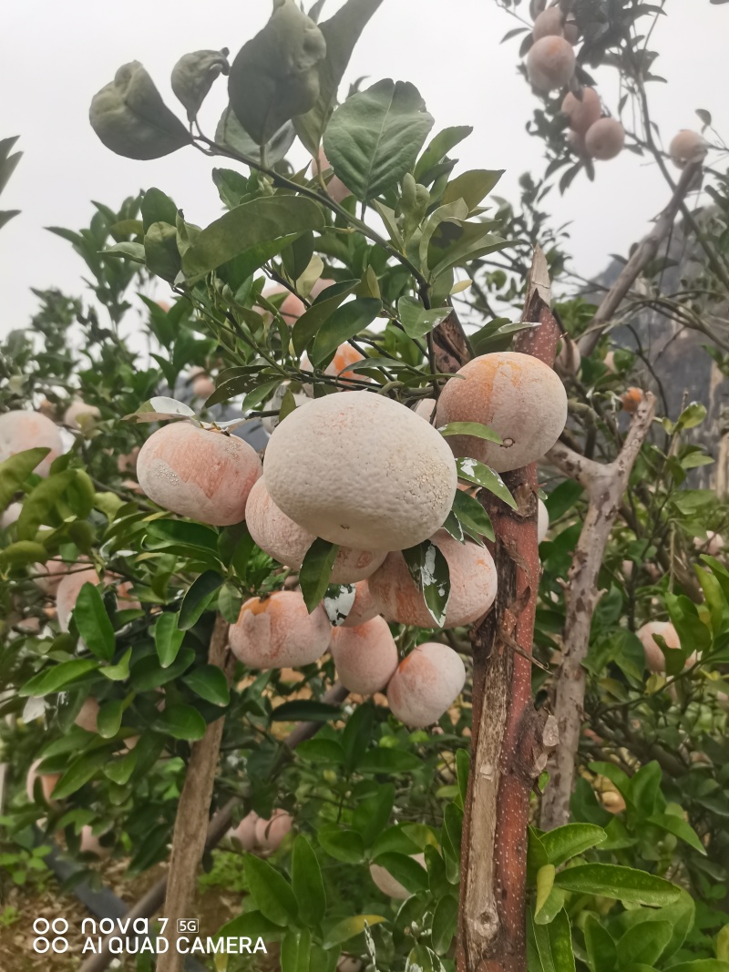 广西崇左市扶绥县精品茂谷柑开始大量上市，欢迎各位老板前洽