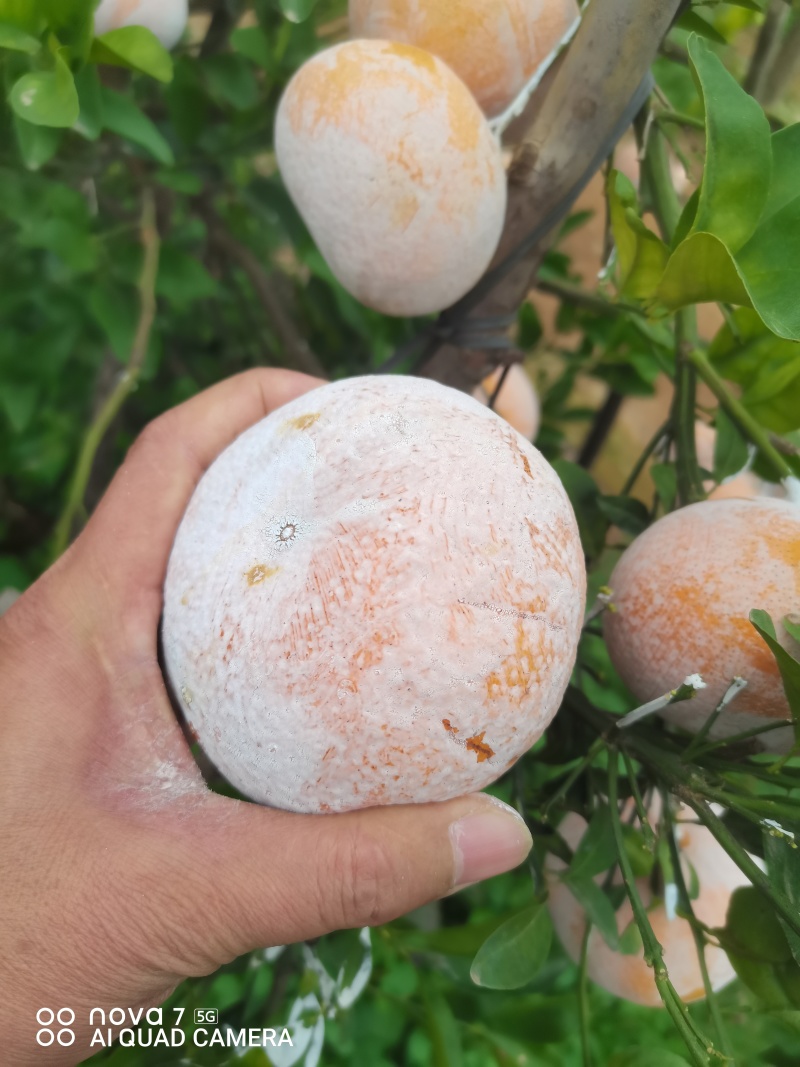 广西崇左市扶绥县精品茂谷柑开始大量上市，欢迎各位老板前洽