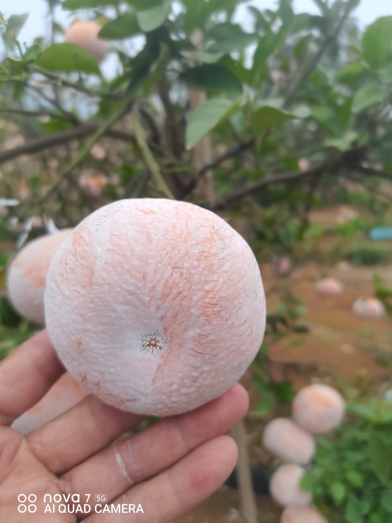 广西崇左市扶绥县精品茂谷柑开始大量上市，欢迎各位老板前洽
