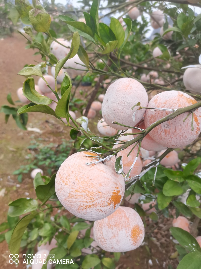 广西崇左市扶绥县精品茂谷柑开始大量上市，欢迎各位老板前洽