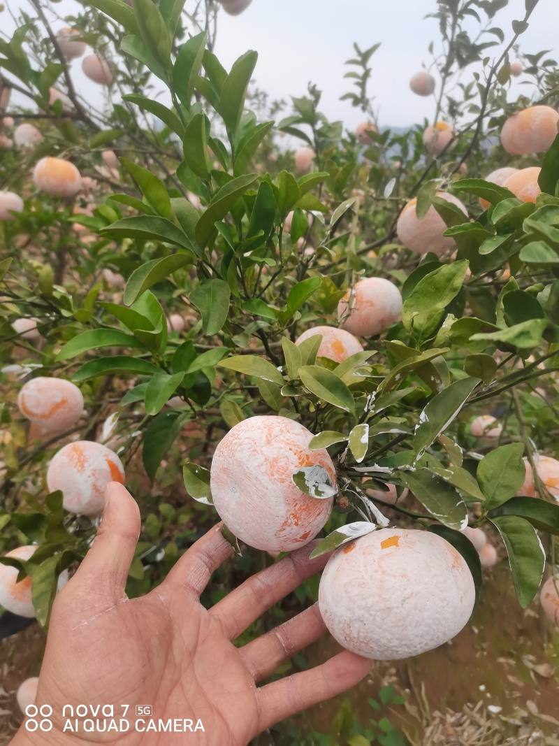 广西崇左市扶绥县精品茂谷柑开始大量上市，欢迎各位老板前洽