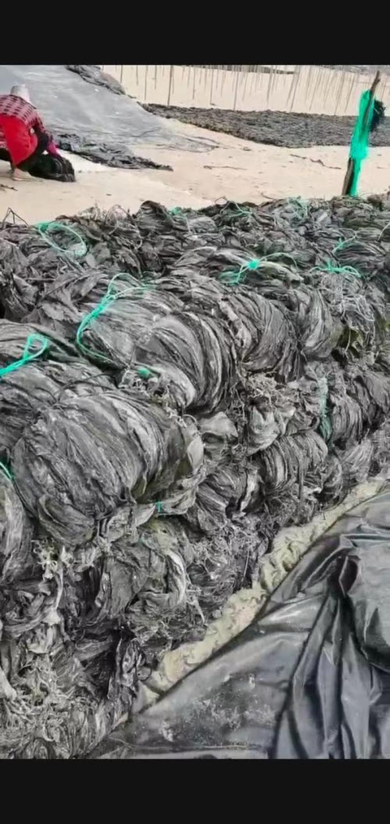【海带】山东荣成优质干海带无沙无盐大量供应品质保证