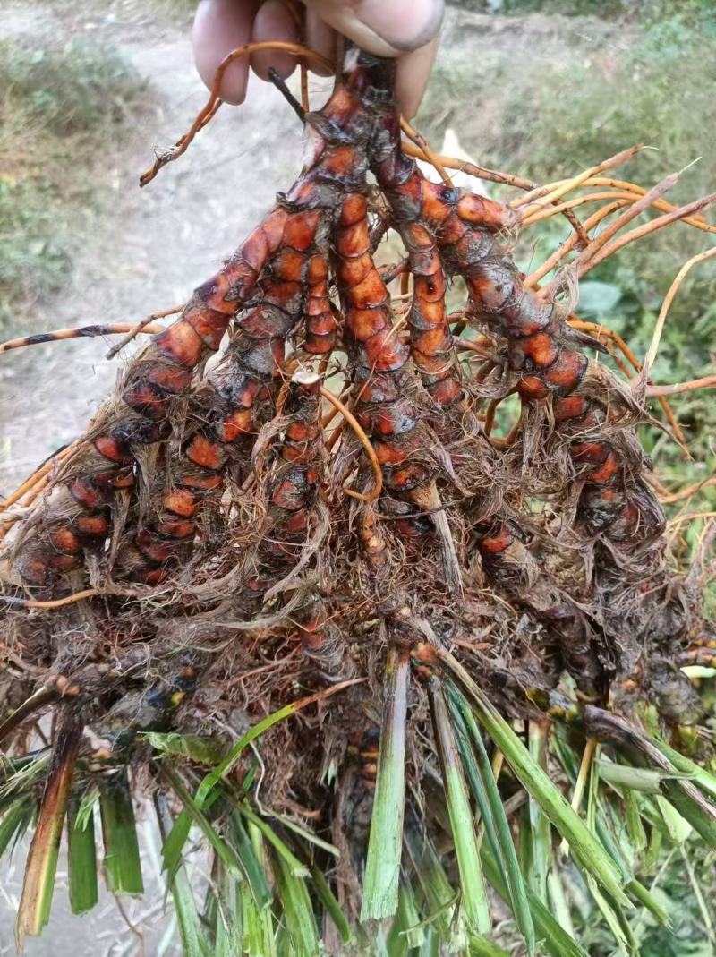 江西石菖蒲苗菖蒲种苗苗圃直发货源充足欢迎老板下单
