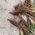 江西石菖蒲苗菖蒲种苗苗圃直发货源充足欢迎老板下单