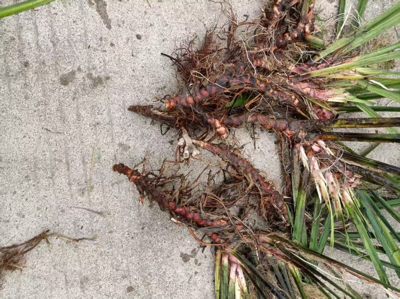 江西石菖蒲苗菖蒲种苗苗圃直发货源充足欢迎老板下单